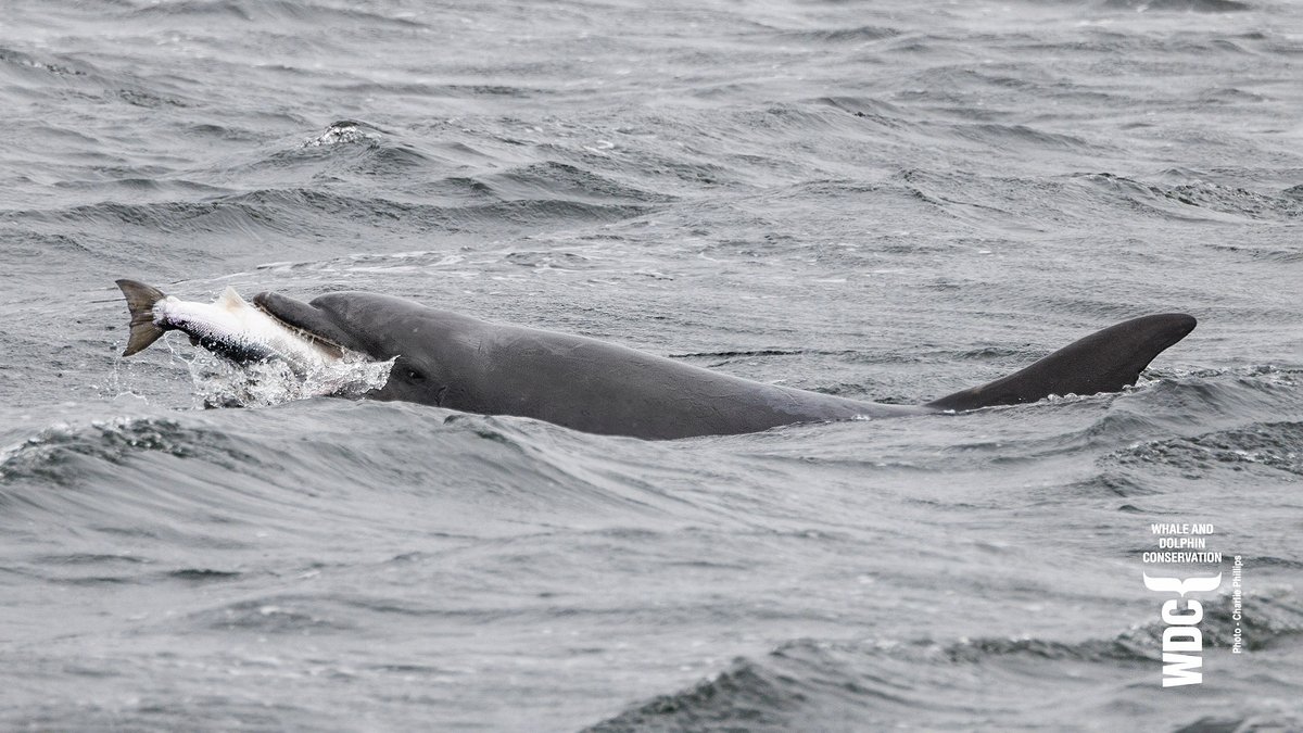 Porridge's wee girl was having a great time at a grey Chanonry Point this morning - pals to play with...Scoopy (Flosse in @WDC_Deutschland) was having a leisurely lunch an hour later 🐬😃