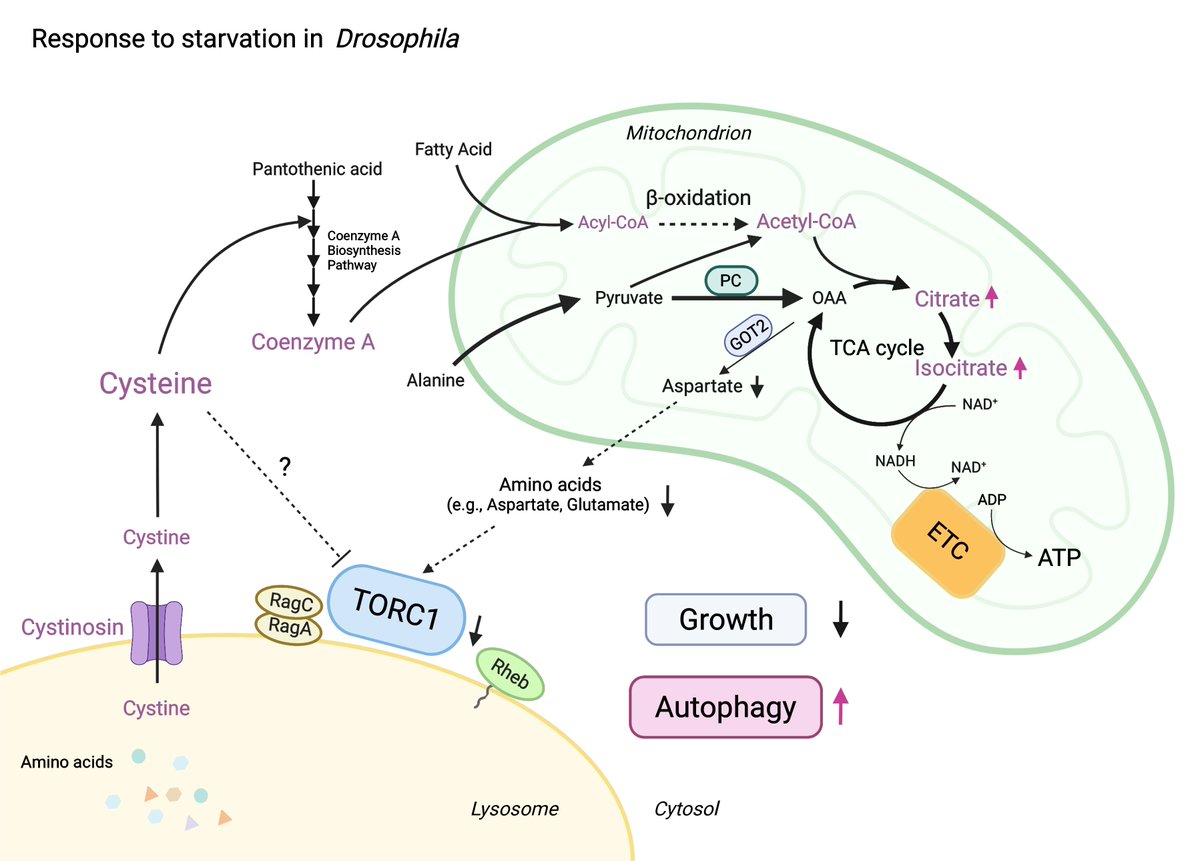 Gerta_Hoxhaj's tweet photo. Our Spotlight with @DohunKim96 @MolecularCell highlights exciting work from @PerrimonLab revealing that fruit flies deploy lysosomal-derived cysteine to promote the TCA cycle and keep mTORC1 suppressed for surviving nutrient scarcity. https://t.co/GLlsq7WwkI https://t.co/1MEejB5B58