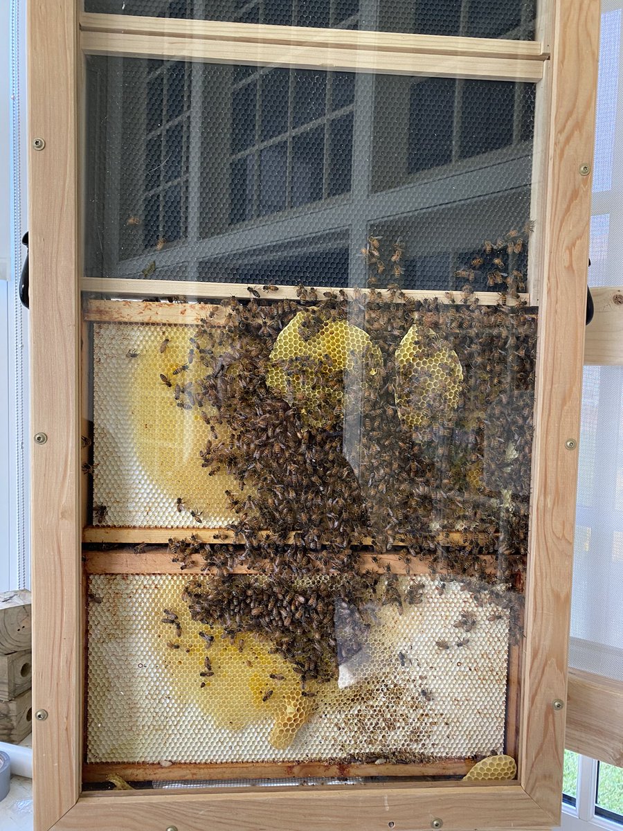 CoachTaylorD's tweet image. Honeybees in the classroom @catskillcsd !  Learning and protecting