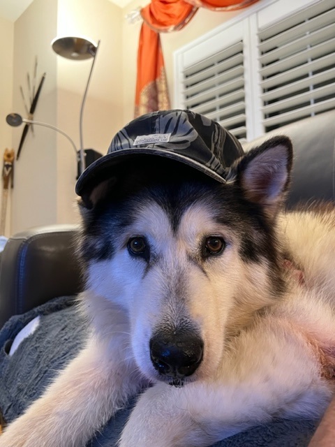 AutomationAnywh's tweet image. 🐶 We&apos;re watching the #GlobalBizTechAwards livestream with our #TeamAnywhere mascots Snowberry &amp;amp; Cooper! Good luck everyone!

globalbusinesstechawards.com/the-event/