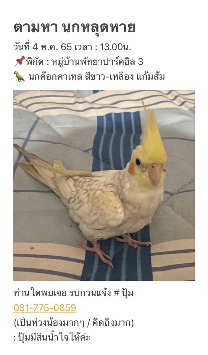 Mraphan's tweet image. ตามหา นกหลุดหาย
วันที่ 4 พ.ค. 65 เวลา : 13.00น.
📌พิกัด : หมู่บ้านพัทยาปาร์คฮิล 3
🦜 นกค๊อกคาเทล สีขาว-เหลือง แก้มส้ม

ท่านใดพบเจอ รบกวนแจ้ง # ปุ้ม 081-775-0859
(เป็นห่วงน้องมากๆ / คิดถึงมาก)
: ปุ้มมีสินน้ำใจให้ค่ะ