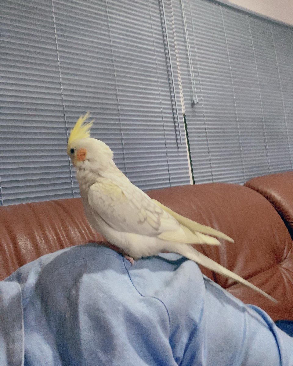 Mraphan's tweet image. ตามหา นกหลุดหาย
วันที่ 4 พ.ค. 65 เวลา : 13.00น.
📌พิกัด : หมู่บ้านพัทยาปาร์คฮิล 3
🦜 นกค๊อกคาเทล สีขาว-เหลือง แก้มส้ม

ท่านใดพบเจอ รบกวนแจ้ง # ปุ้ม 081-775-0859
(เป็นห่วงน้องมากๆ / คิดถึงมาก)
: ปุ้มมีสินน้ำใจให้ค่ะ