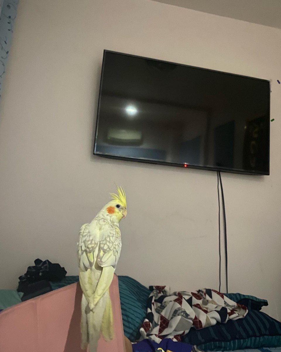 Mraphan's tweet image. ตามหา นกหลุดหาย
วันที่ 4 พ.ค. 65 เวลา : 13.00น.
📌พิกัด : หมู่บ้านพัทยาปาร์คฮิล 3
🦜 นกค๊อกคาเทล สีขาว-เหลือง แก้มส้ม

ท่านใดพบเจอ รบกวนแจ้ง # ปุ้ม 081-775-0859
(เป็นห่วงน้องมากๆ / คิดถึงมาก)
: ปุ้มมีสินน้ำใจให้ค่ะ