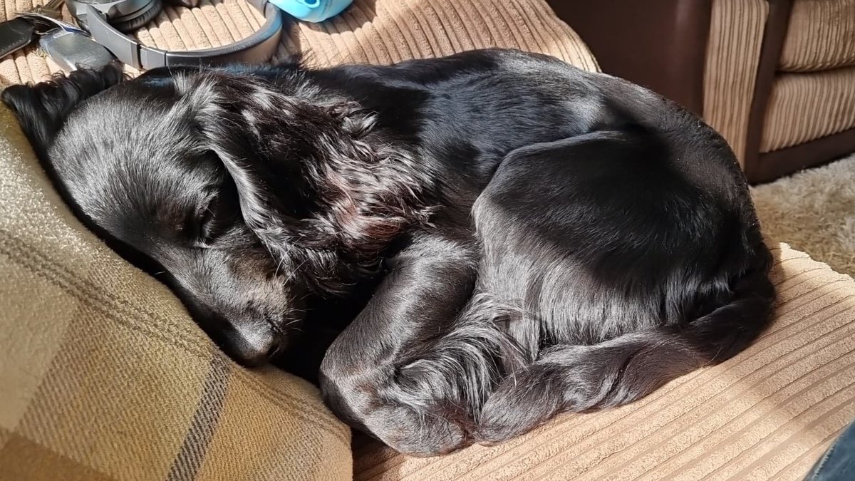 AutomationAnywh's tweet image. 🐶 We&apos;re watching the #GlobalBizTechAwards livestream with our #TeamAnywhere mascots Snowberry &amp;amp; Cooper! Good luck everyone!

globalbusinesstechawards.com/the-event/