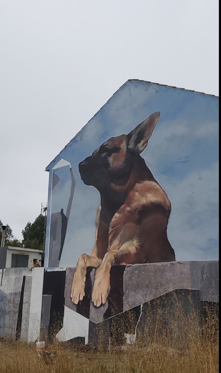 bego_louzao's tweet photo. O meu preferido🐶
"Dana was here: de #Sekone https://t.co/x6qTmHb0H7