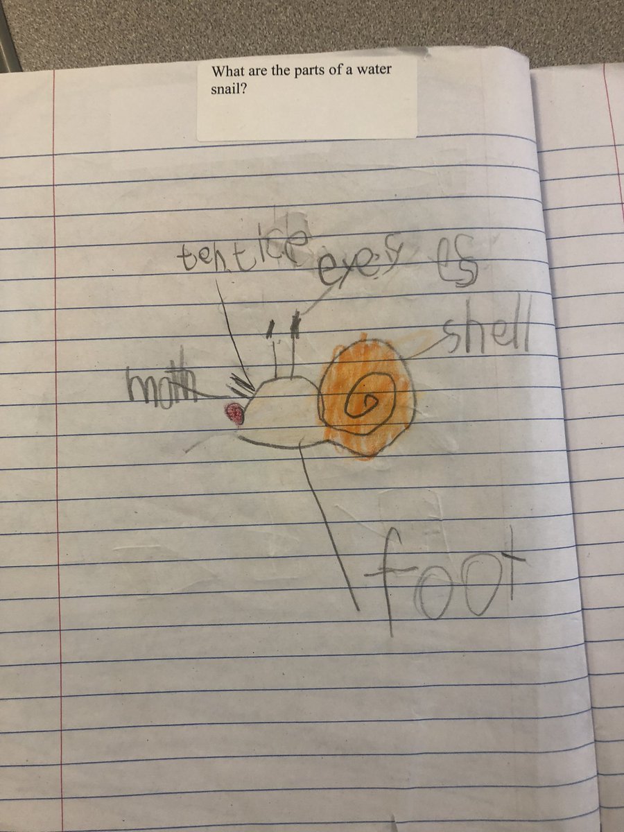 ShannonHatton23's tweet photo. Spring has sprung and young scientist across the district are studying plants, animals, insects, and life cycles! @SCSDScience @FranklinSCSD @syracuselatin @DrWeeksSCSD @FranklinSCSD https://t.co/H74JDGfKFL
