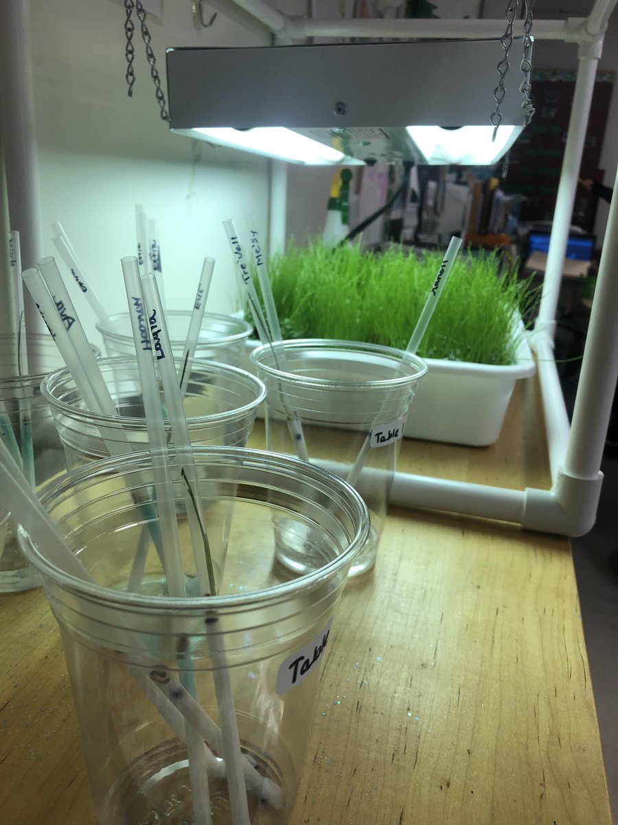 ShannonHatton23's tweet photo. Spring has sprung and young scientist across the district are studying plants, animals, insects, and life cycles! @SCSDScience @FranklinSCSD @syracuselatin @DrWeeksSCSD @FranklinSCSD https://t.co/H74JDGfKFL