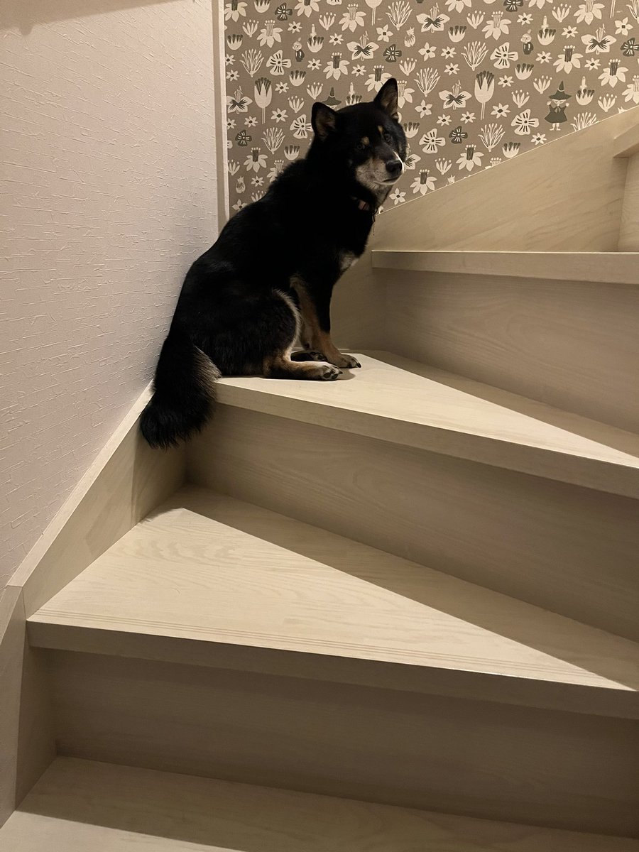 tihonnu's tweet photo. 寝る時しまわれるのイヤですぐにでも二階に行くのに。今日はママの用事が終わるまで一緒に下に居てくれた
歯磨き分かると隠れたり逃げたりし始めたけど、実は階段でまっててくれるとか
、なに。可愛すぎでしょ。 https://t.co/0BeW0zQkJl