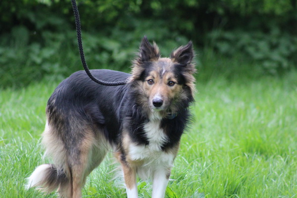 FOSTBCrescue's tweet photo. Meet Tan, another of the ten welfare case dogs that came to us @FOSTBCrescue. He's a sweetie, very gentle but also has a quiet confidence.
#AdoptDontShop #bordercollie #calmdogs #rescuedogs https://t.co/fu7H8h5Ttd