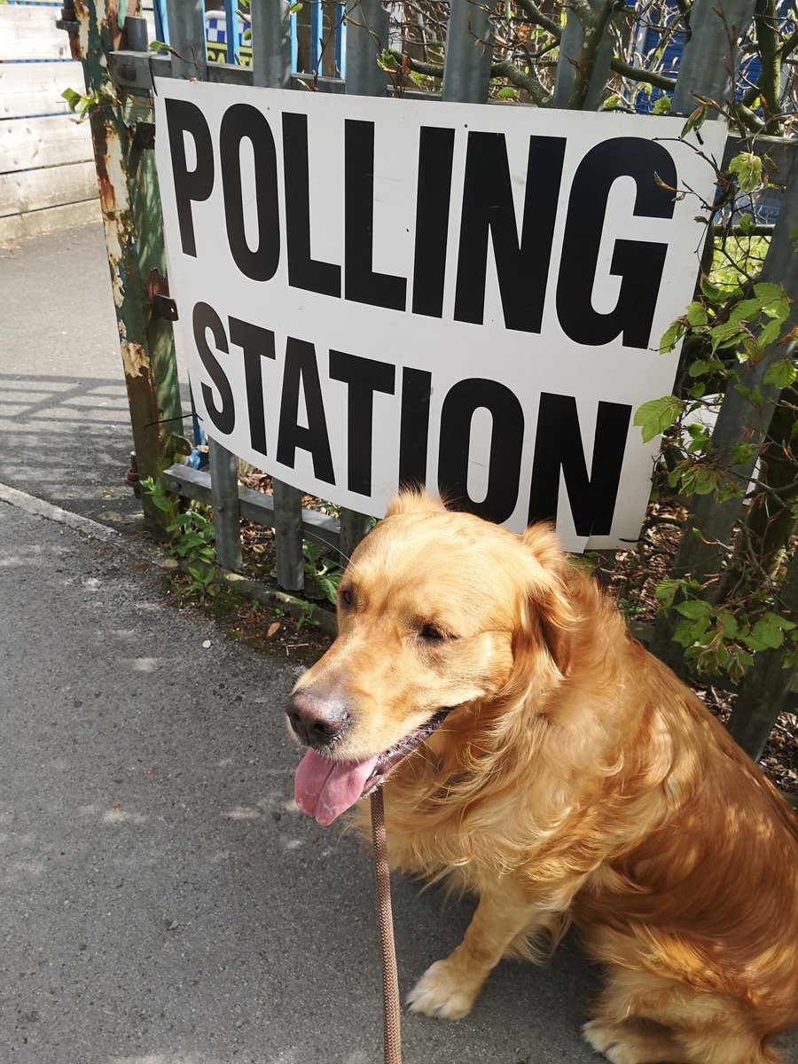 This doofus did everything he could to avoid posing for the obligatory #dogsatpollingstations photo
#GoldenRetrievers #dogs #VotingDay