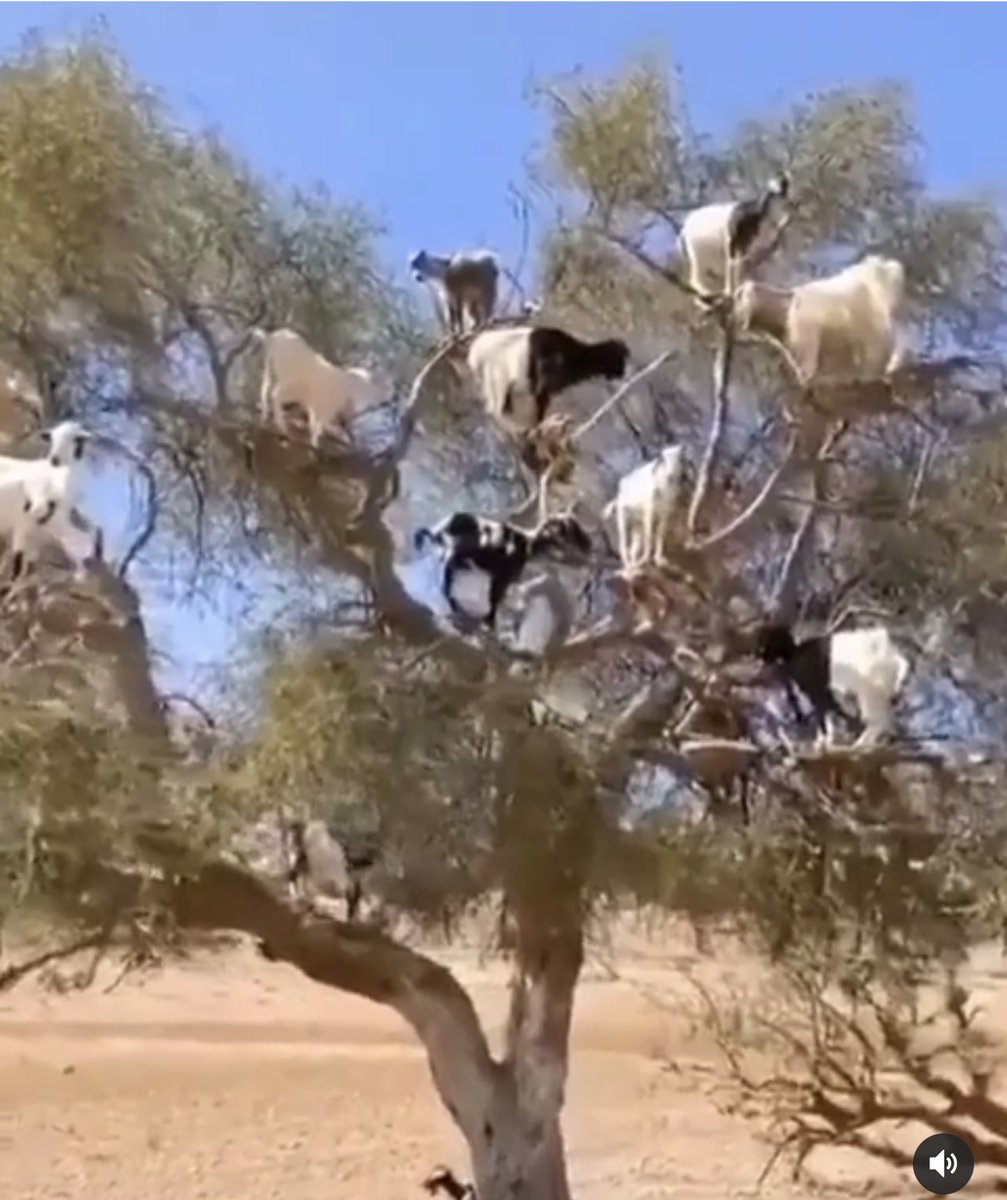 kathleenhessert's tweet photo. If #Goats can find new perspectives from which to view life , shouldn’t people! #bah…… 😳
#morocco #GoatTree
#innovation #openminds https://t.co/5PNGco2Jxs
