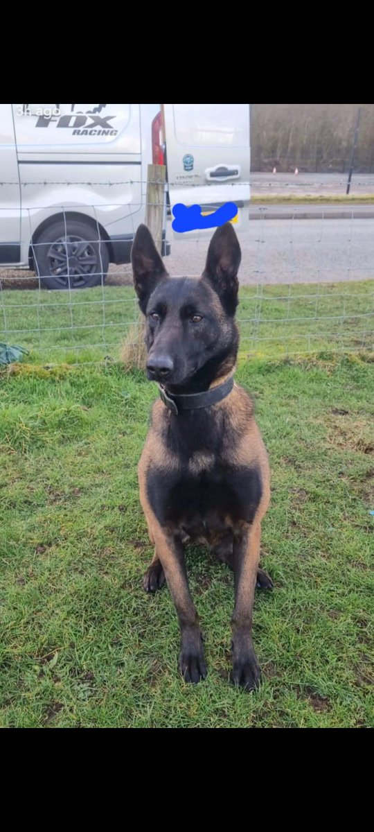 PSOSDogs's tweet photo. After a disturbance occurred in Glasgow #PDUshi and her handler were close by and attended to assist. Thanks to Ushi, 4 males were stopped in relation to the serious assault. #KeepingPeopleSafe #PoliceDogsOfTwitter 🐾🏴󠁧󠁢󠁳󠁣󠁴󠁿 https://t.co/2xPwXM66ZD