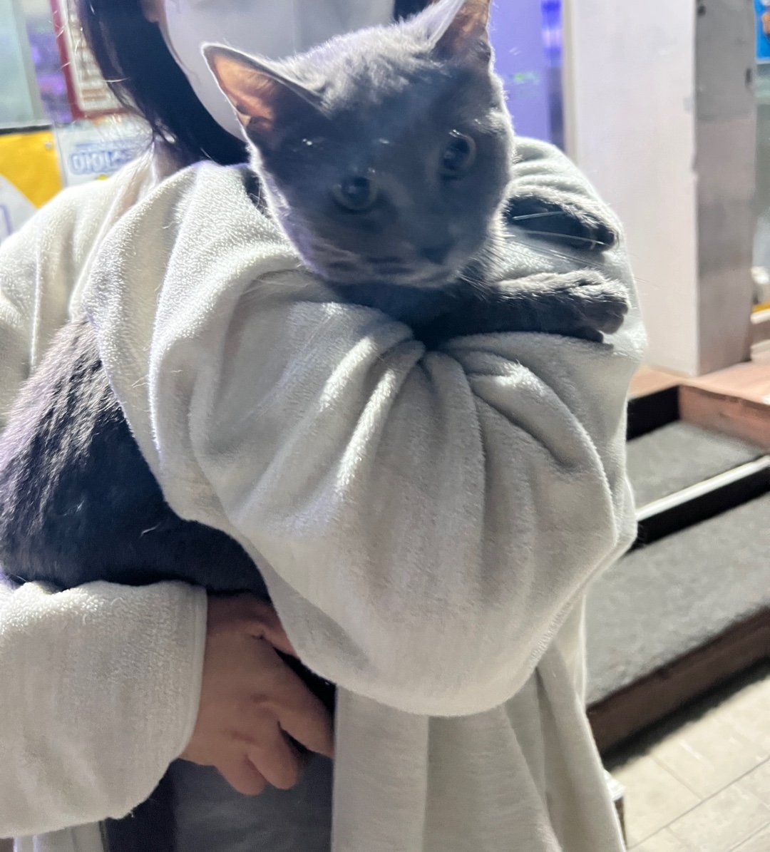 [RT부탁🚨] 구로동 일대에서 러시안블루 고양이 잃어버리신 분 찾습니다. 오늘밤 11시 30분경 구로1동 아파트단지에서 발견.
손타고 여아남아 구분은 잘 안되는데 땅콩은 없어 보여요. 청소년묘정도? 3키로 내외 같아요. 잃어버리신 분이나 이 아이 아시는 분 연락 기다립니다🙏
