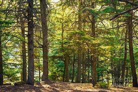 suman_khushwant's tweet photo. SAVE HASDEO AARAND FOREST https://t.co/fUOKpAIthM