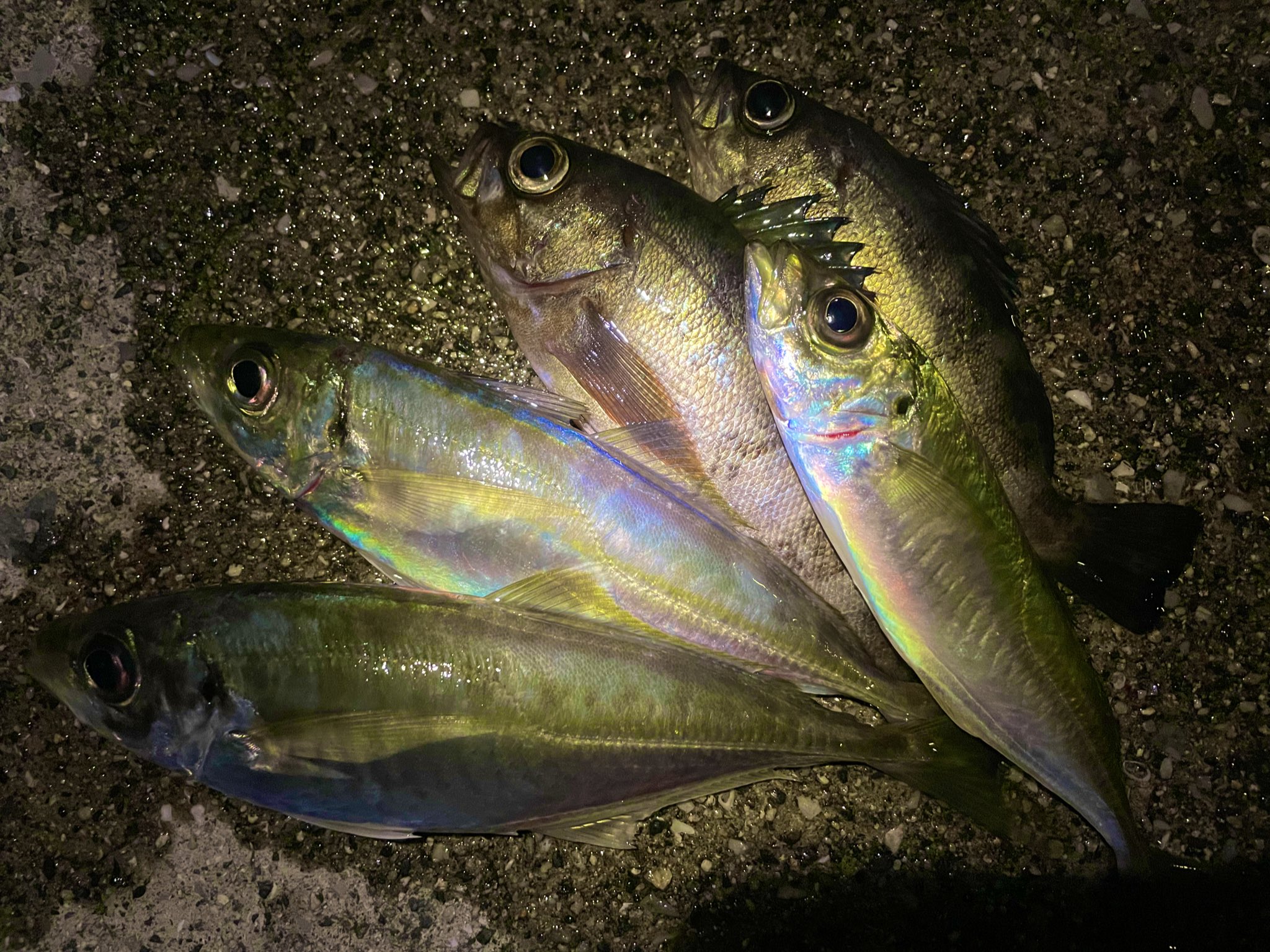 キスイ マジで久々に大島でアジ釣れた 表層中層全滅で 諦めてひたすらテンションフォールしてたらカンっ パターンはまって少ないけど良型を確保 アジング自己ベストですww 周防大島 アジング T Co Dti12pjxgw Twitter