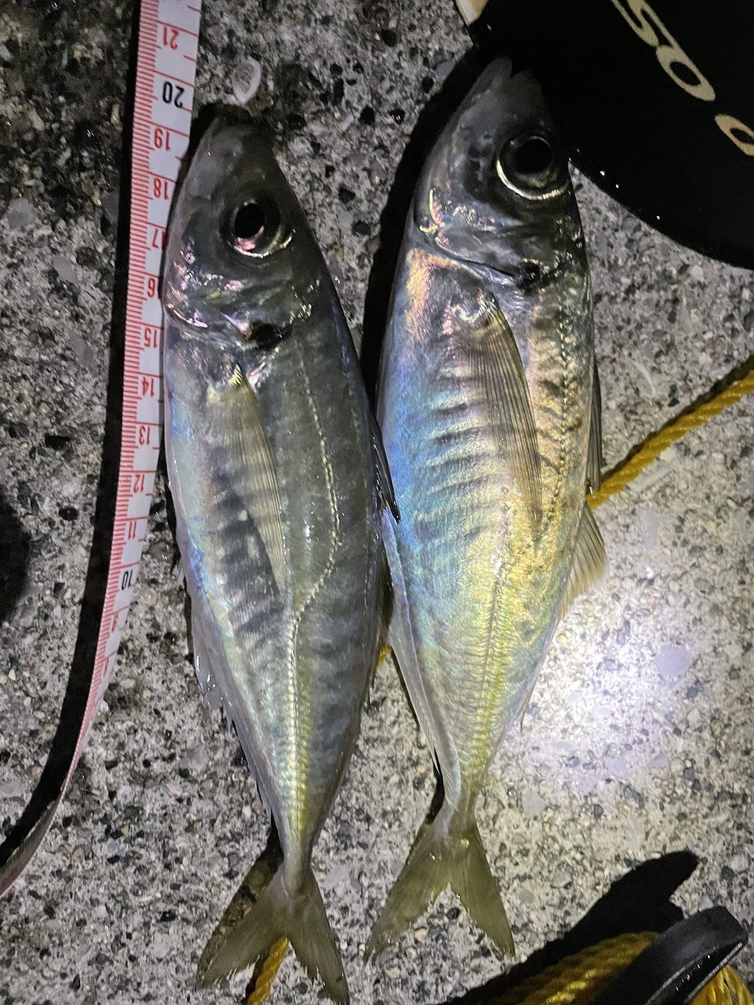 キスイ マジで久々に大島でアジ釣れた 表層中層全滅で 諦めてひたすらテンションフォールしてたらカンっ パターンはまって少ないけど良型を確保 アジング自己ベストですww 周防大島 アジング T Co Dti12pjxgw Twitter