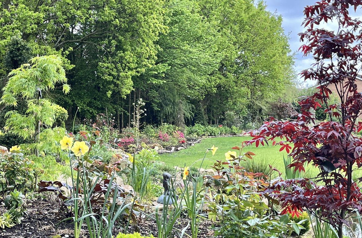 johnbent5's tweet photo. Weeping Ash Garden today https://t.co/JPoIhPI9yg