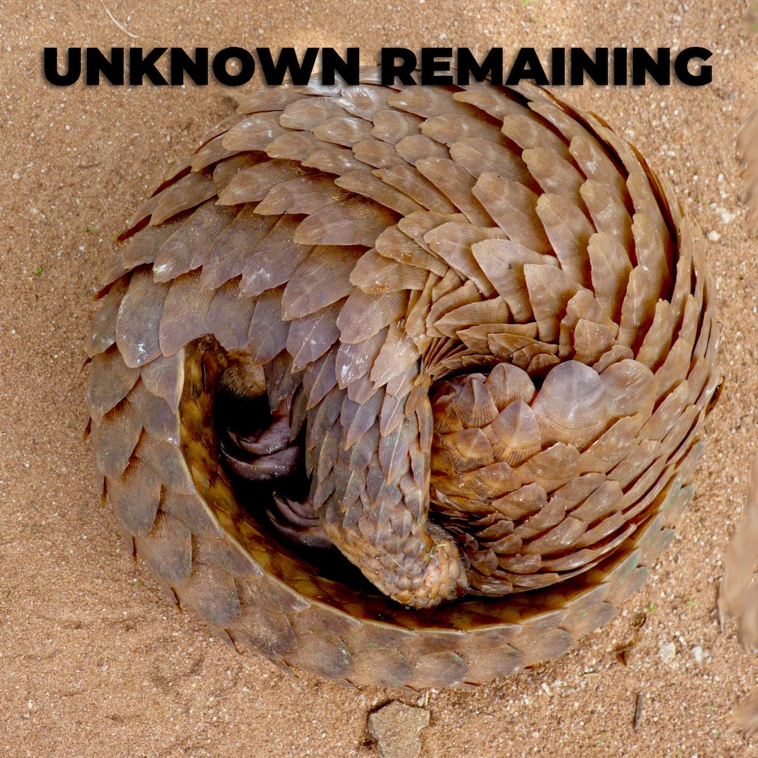 WildlifeProSo's tweet photo. Actual known numbers remains a mystery, but it is know that pangolin are among the most trafficked animals in the entire world.  Used primarily for their scales.

https://t.co/6rCQJEt0mp https://t.co/mKI6RivRe9
