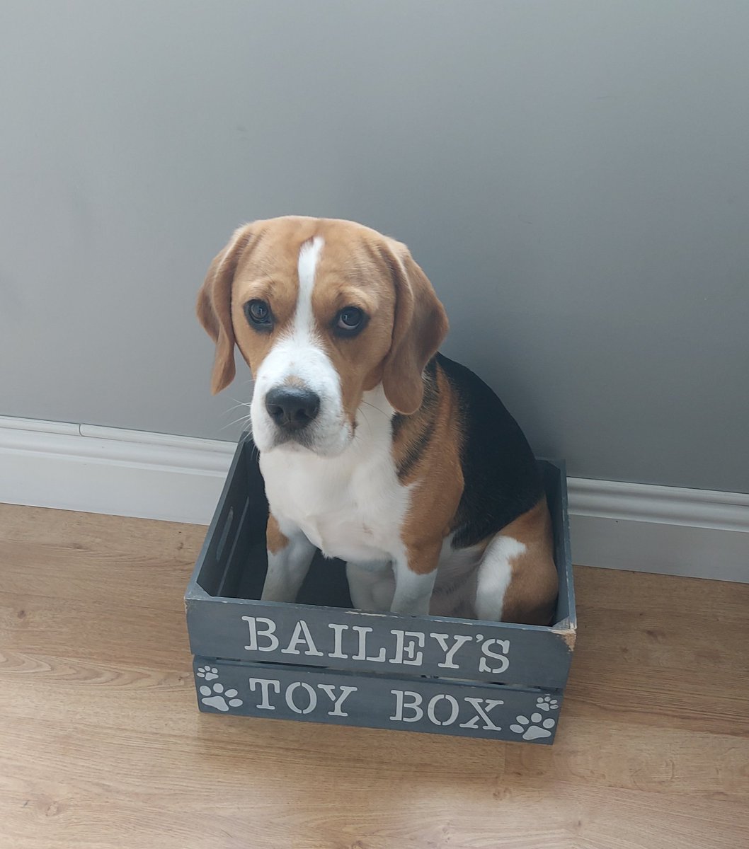 WayneNobile's tweet image. Was taking all his toys out one at a time, wonder why he's doing that, now i know 🤦🏻‍♂️🤣🤣🤣