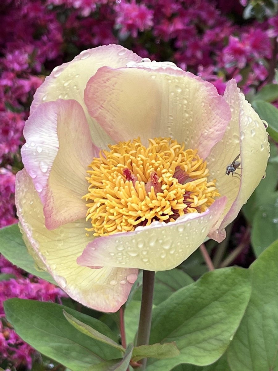 Peony Miokosewitschii