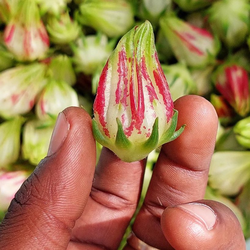avera_tech's tweet photo. Gone are the days when sorrel could only be found at Christmas time in the Caribbean Region. 
🇩🇲🗺📸 @sayyid.shillingford 

#travellight #averatravelslight #caribbeantech #blacktech #paradise #islandlife #discoverdominica #naturelovers #travel #instatravel #travelholic #sorrel https://t.co/eKMDDd1jeT