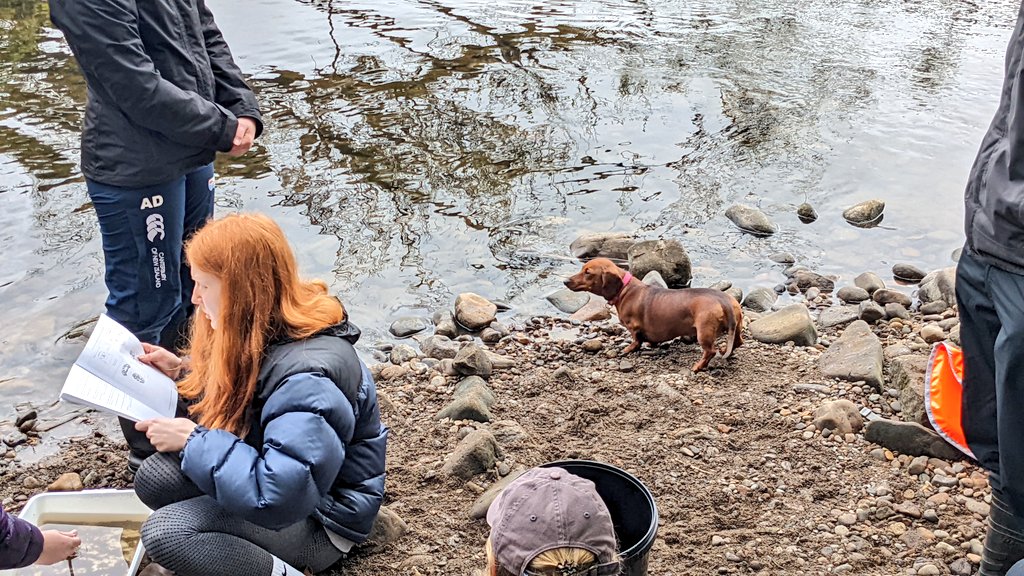 ZarahPattison's tweet photo. .@JaHardwick8 leading on the invertebrate sampling project for @SciencesNCL #fieldcourse. They even had a special helper ... #fielddogs https://t.co/bqrXOkSymc