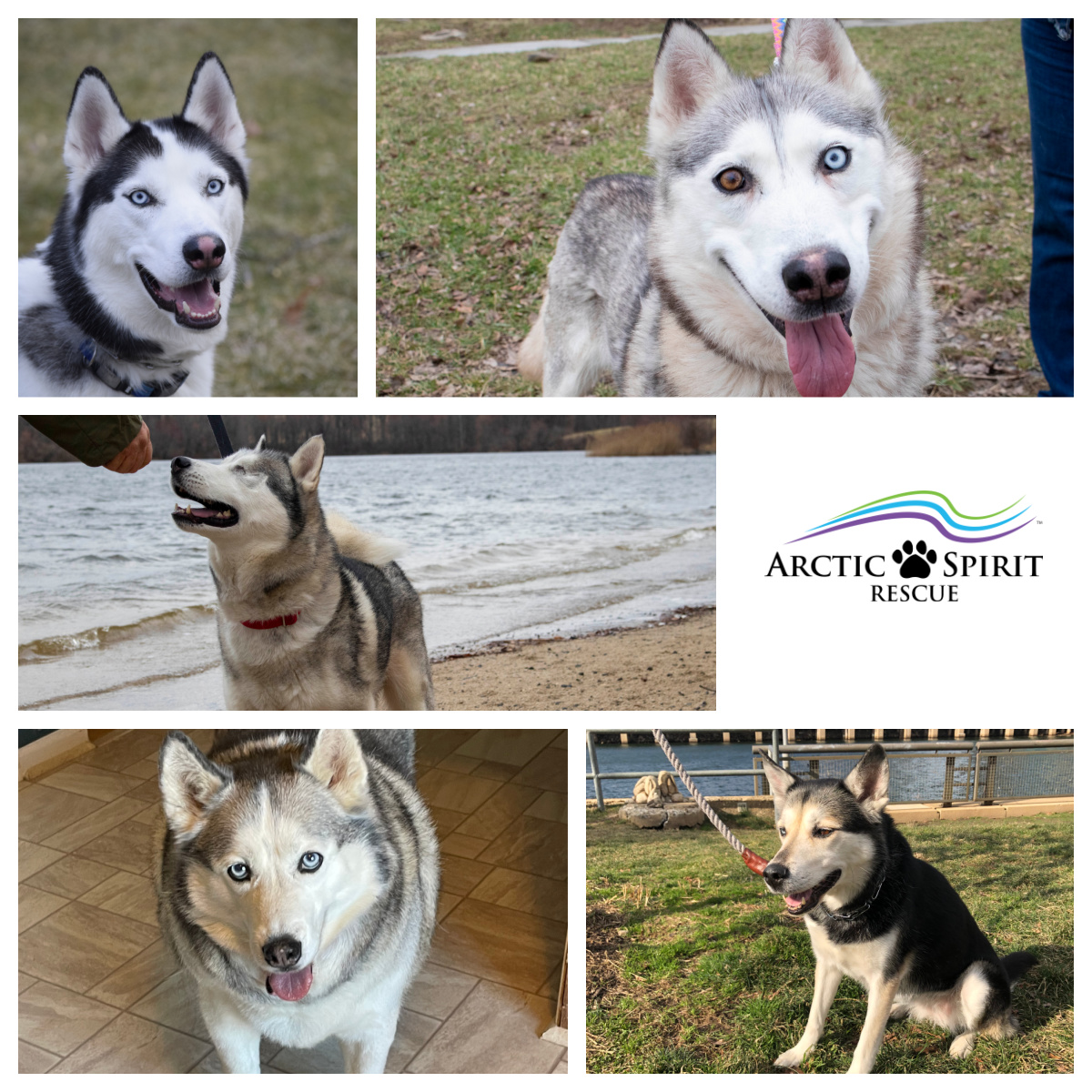 ArcticSpiritRes's tweet photo. Be sure to visit us on 5/14 at the DeBella Dog Walk hosted by @JDeBella! Meet a couple of these lovelies. Our directors and foster homes will be on hand to answer your questions. We can't wait! #availabledogs #SiberianHusky #rescuedogs @WMGK https://t.co/kd5T496J09
