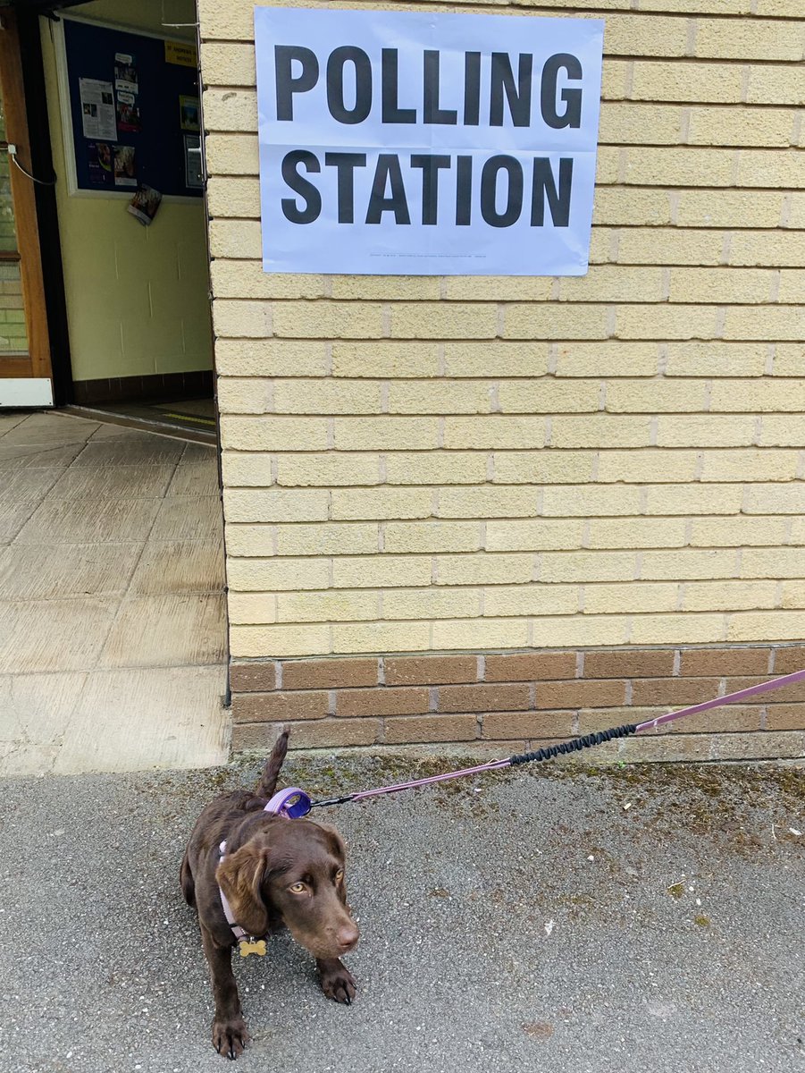 ChwMartyna's tweet image. Pippin’s first time at a polling station - quite scary but also made lots of friends! 🐶 #dogsatpollingstations #Somerset #SomersetVotes