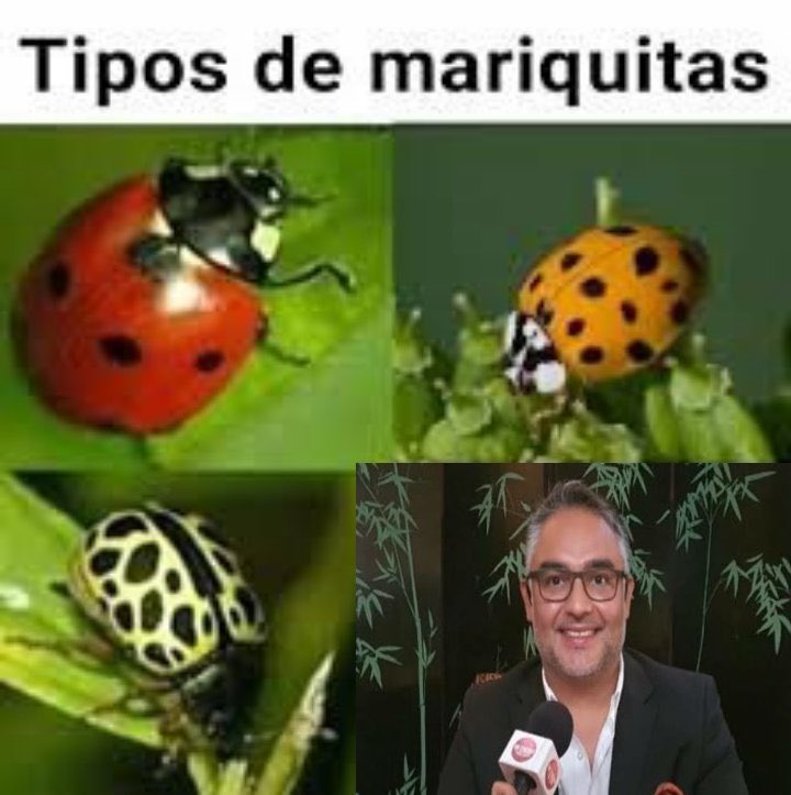 ryo_hermoso's tweet photo. Jajajajaja Jajajajaja Jajajajaja 🥳🤣🤣🤣🤣🤣🤣🤣🤣🤣👇🤣🤣🤣🤣🤣🤣🤣 https://t.co/HlZh56FkKX