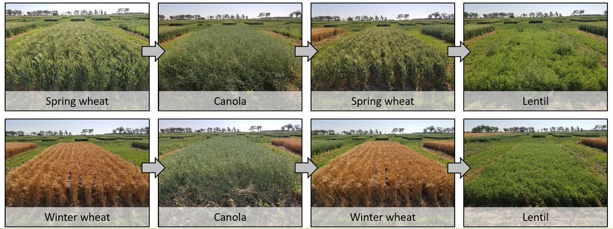 charlesmgeddes's tweet photo. In the 3rd year of our crop rotation study at Lethbridge, AB, 2021 spring (pre-spray) kochia densities were 75% lower in rotations that replaced spring wheat with winter wheat. Research funded by: @westerngrains  @mb_cropalliance @MbPulseGrowers @AAFC_Canada https://t.co/qkihK9DBM3