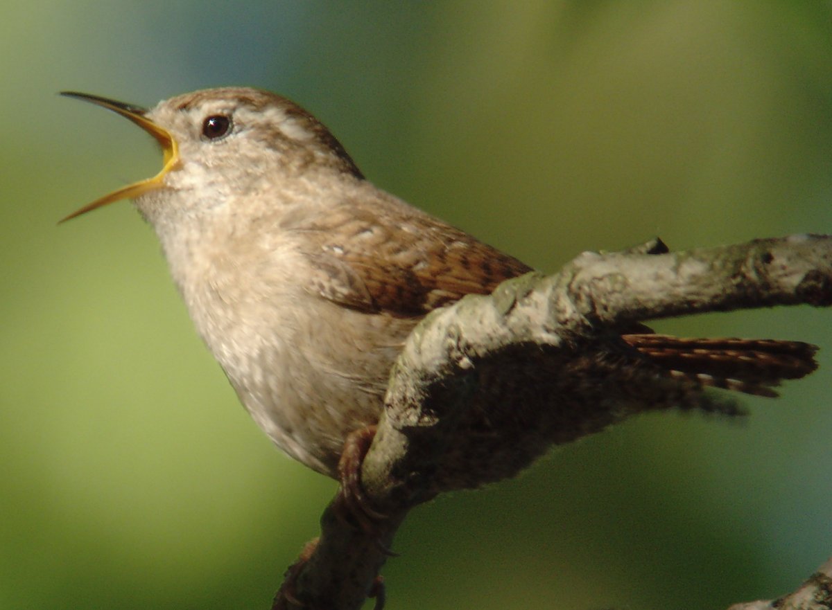 birdbrainuk's tweet photo. Sunday! Guided walk in Coldfall Woods at 6am!
It should be loud!
https://t.co/l7IIfbDtMo
#birdwatchinglondon #ornithology #birdwalks #coldfallwood #Birding
https://t.co/eQ1q7XgGQU
@ColdfallWood https://t.co/hXexXD46yc