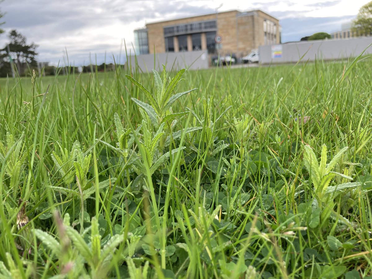 TransitionUStA's tweet photo. Delighted to see yellow rattle coming up by the hundreds at our @univofstandrews Gateway meadow. It will encourage other wildflowers to flourish. We spread hay here last year from a flower-rich donor site. Exciting start to #NoMowMay! What's coming up in your #floweringlawn? https://t.co/osRhmxJsx4