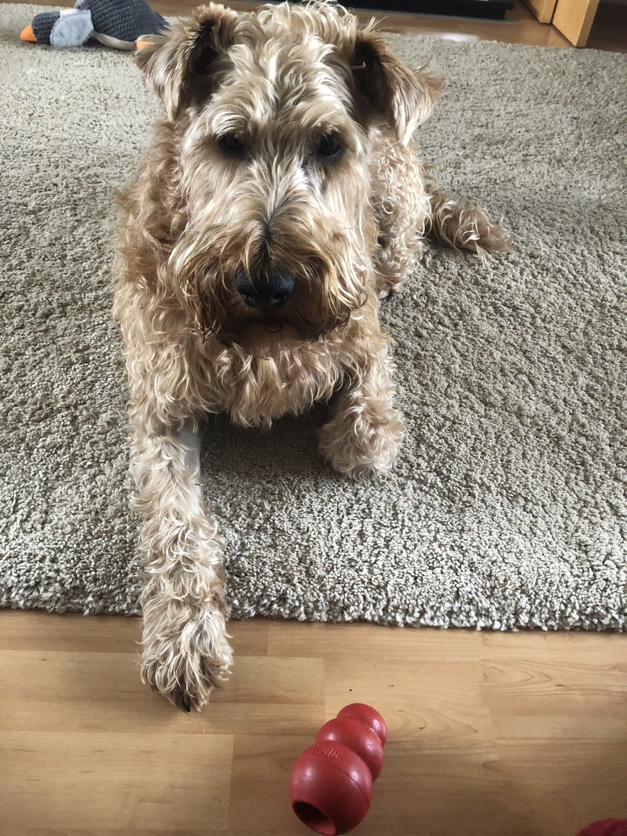 Trying to persuade Hoodad its time for cheese kong buts he’s not playing!!🥲🐕🐾
