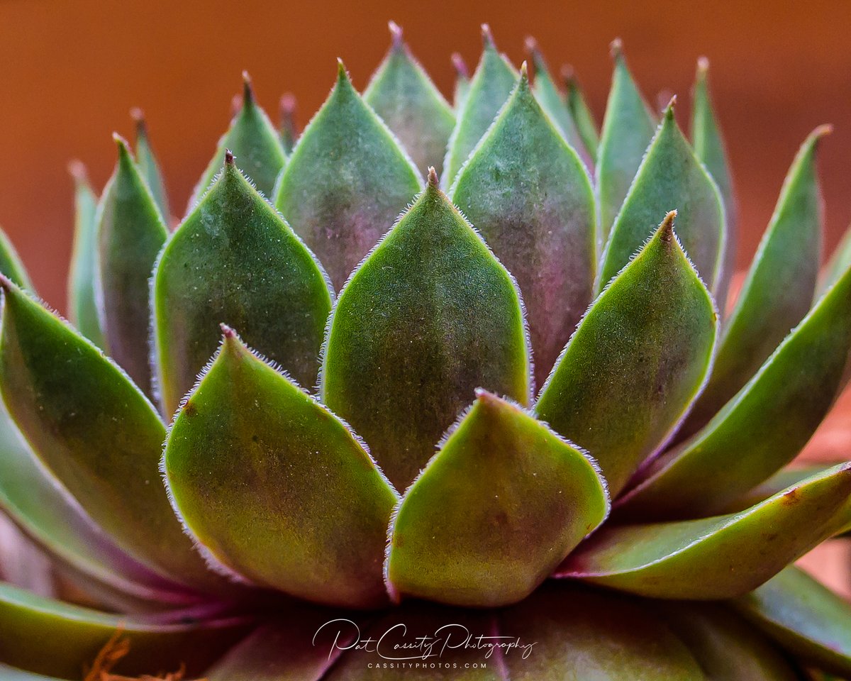 cassity_pat's tweet photo. Nature Happens... 
#naturephotos #NaturePhotography #photography #NIKONZ #macrophotography #macro https://t.co/QDsIVEuU9l