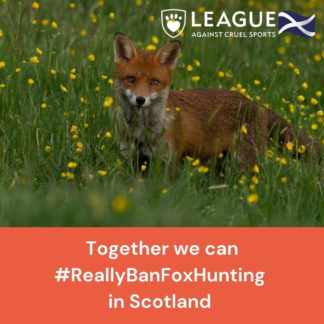 LeagueACS's tweet photo. The Scottish Government agree that their present law on fox hunting needs strengthening &amp; for the first time in 20yrs they have the chance to make this happen. Complete their short consultation to help ensure they do:  https://t.co/HCuDMgpfPg #ReallyBanFoxHunting

⏰ 13/05 https://t.co/EUQxA8DIRt