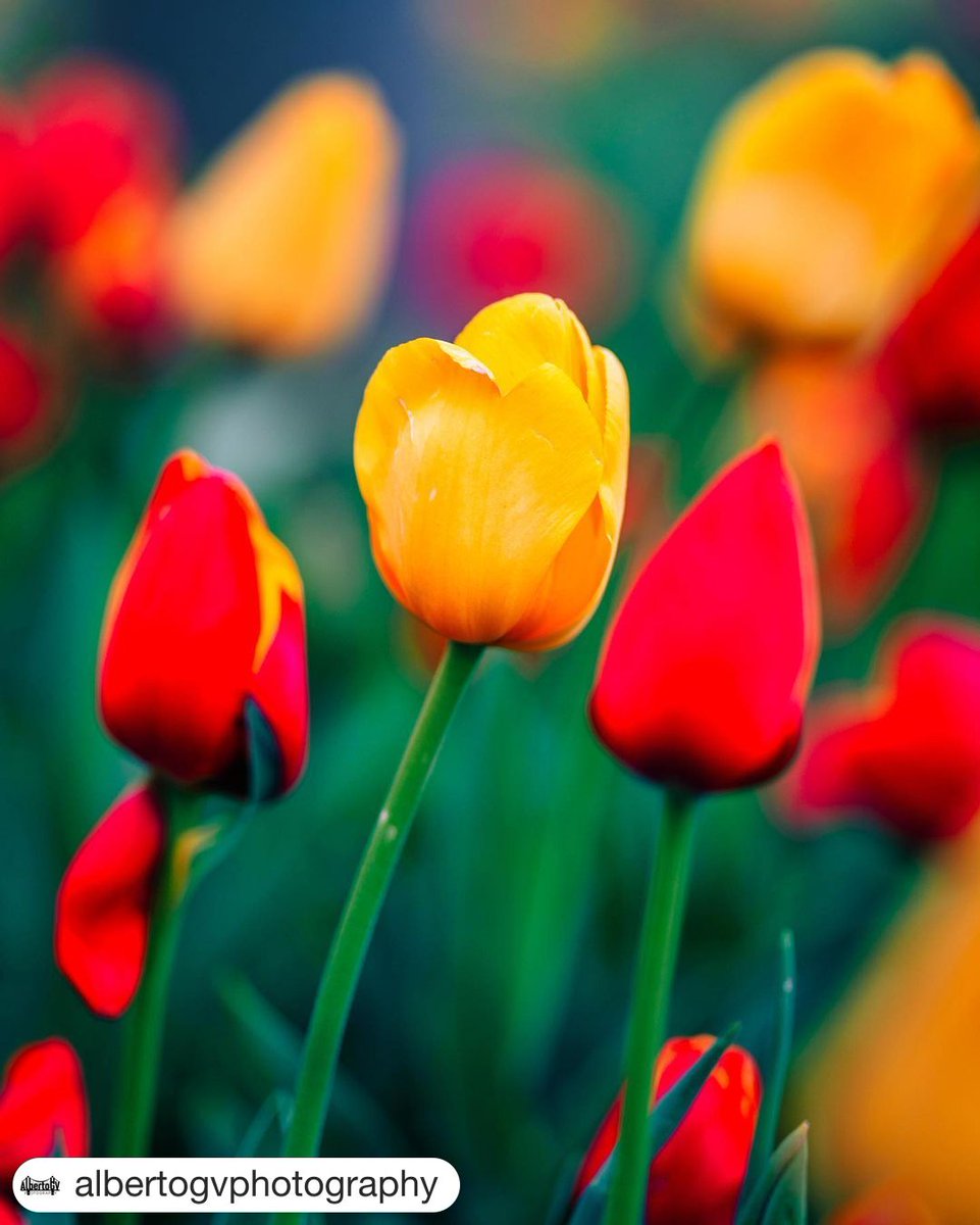 nyip's tweet photo. There's nothing like springtime in the city! @albertogvphotography 📸
・・・
#spring #springnyc 
🌷🌸🌼💐🗽

📸 @albertogvphotography #albertogvphotography #sonyalpha #bealpha #photography #nyip #nyc #newyork #landscapephotography #nycprimeshot #raw_newyorkcity https://t.co/4ozhJammLs
