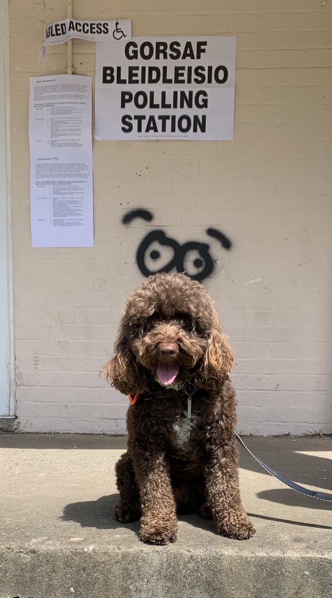 #dogsatpollingstations #SchoolDogs