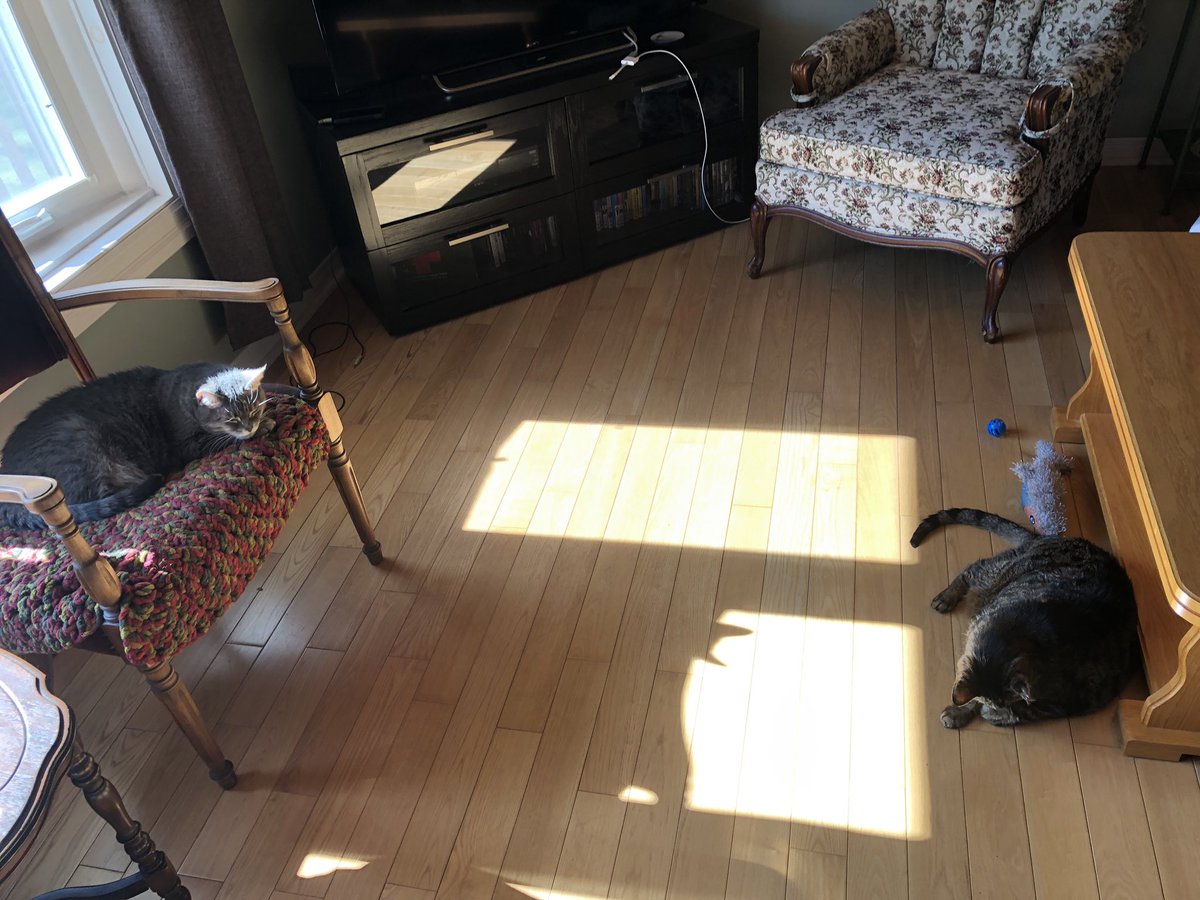 KeitherKeith's tweet image. Sunny this morning. No cat drama, just cat sunning. 

#ItsGettingBetter
#Slowly
#KeithStillGetsJumped
#PerkyIsNaughty
#MamMagnet