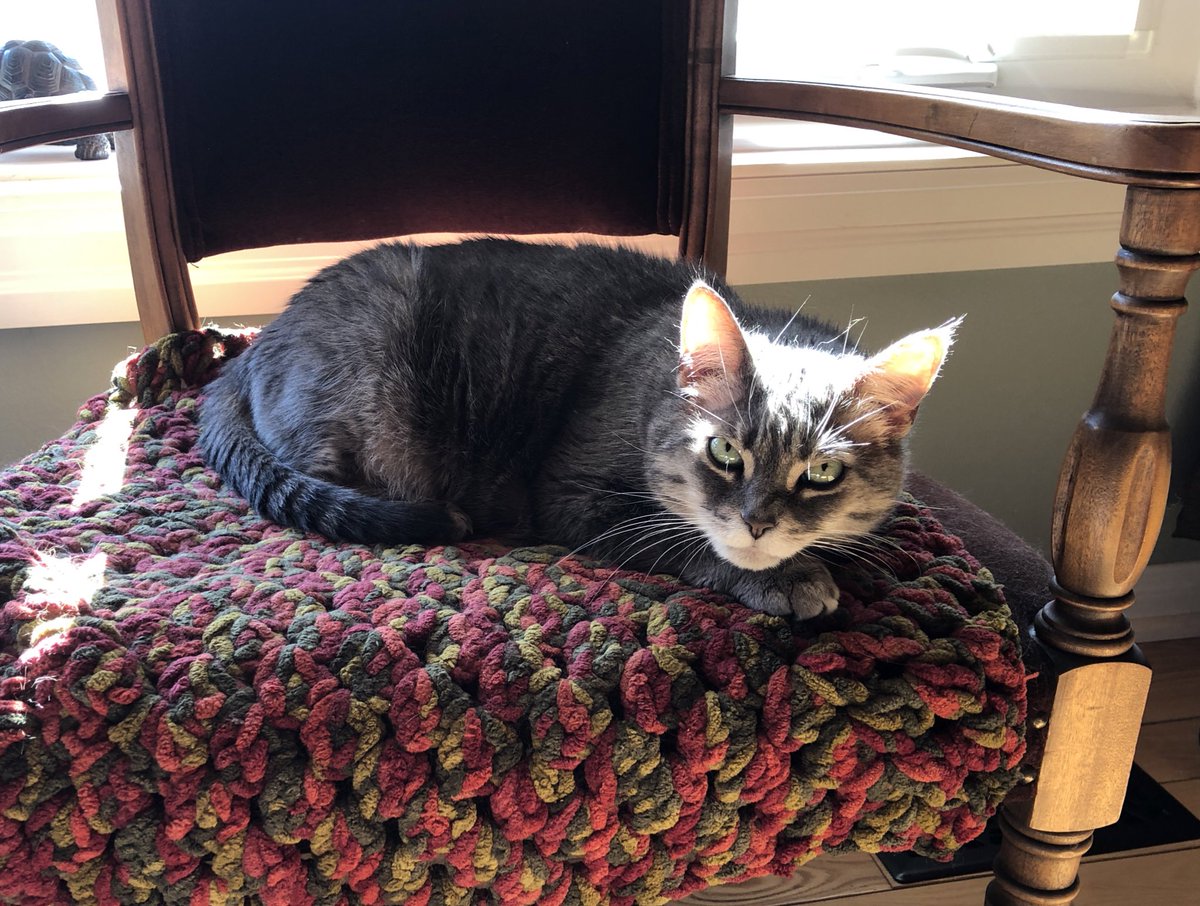 KeitherKeith's tweet image. Sunny this morning. No cat drama, just cat sunning. 

#ItsGettingBetter
#Slowly
#KeithStillGetsJumped
#PerkyIsNaughty
#MamMagnet