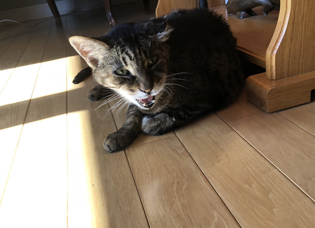 KeitherKeith's tweet image. Sunny this morning. No cat drama, just cat sunning. 

#ItsGettingBetter
#Slowly
#KeithStillGetsJumped
#PerkyIsNaughty
#MamMagnet