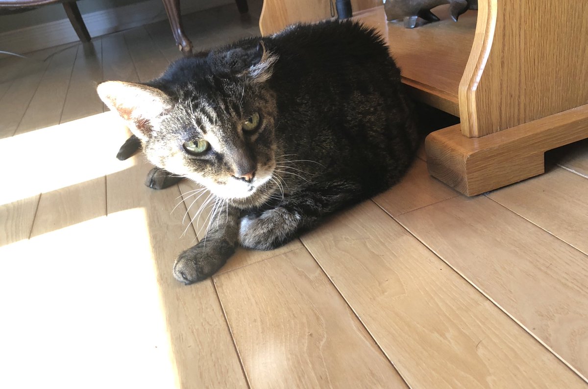 KeitherKeith's tweet image. Sunny this morning. No cat drama, just cat sunning. 

#ItsGettingBetter
#Slowly
#KeithStillGetsJumped
#PerkyIsNaughty
#MamMagnet