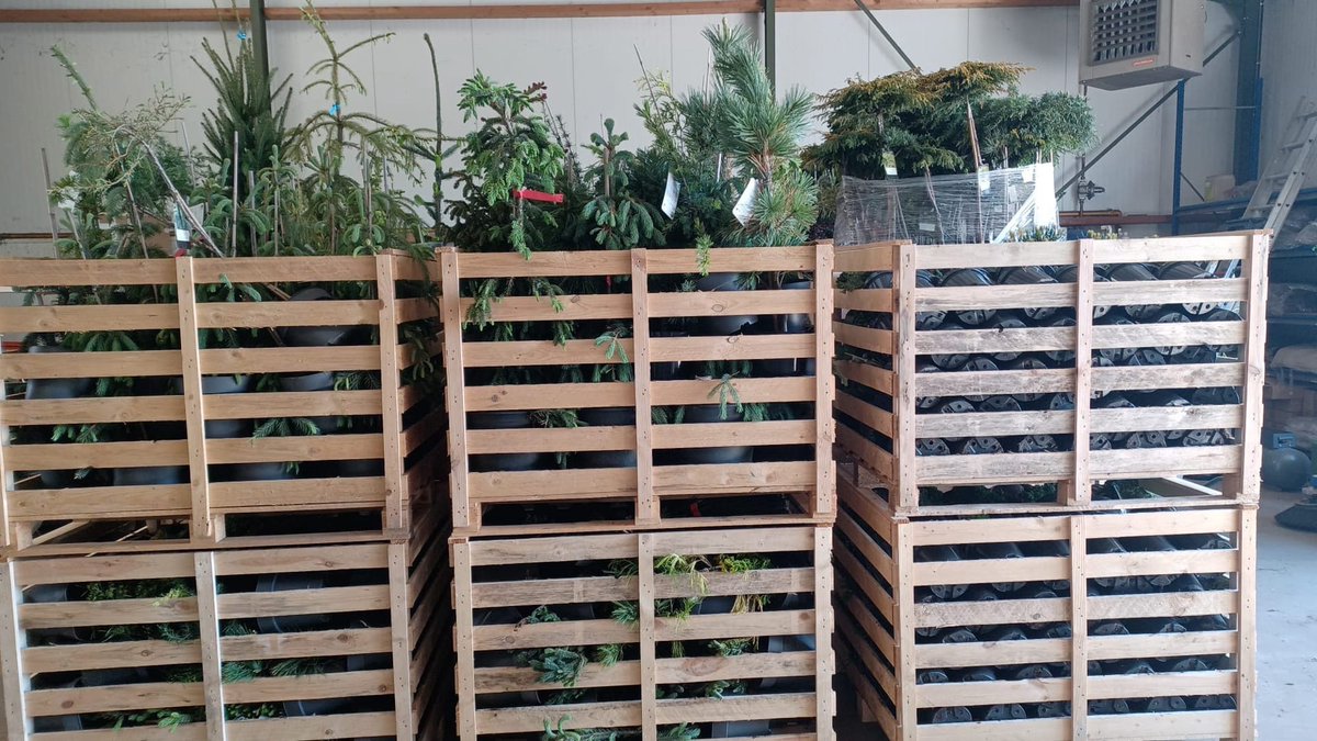 PlantShip's tweet photo. Машина с заказами из Голландии (#EdwinSmits, #Meuter, #Hoogenraad, #Schrauwen, #Novarbo, часть редкостей) выезжает в Германию (#Kohout, #Kordes, #Horstmann), а затем в Польшу. Там догрузим ещё #Калюжински и #Новачик и в ближайшие дни ожидаем машину для вывоза растений в РФ 🌿 https://t.co/BMAuwjHKjt