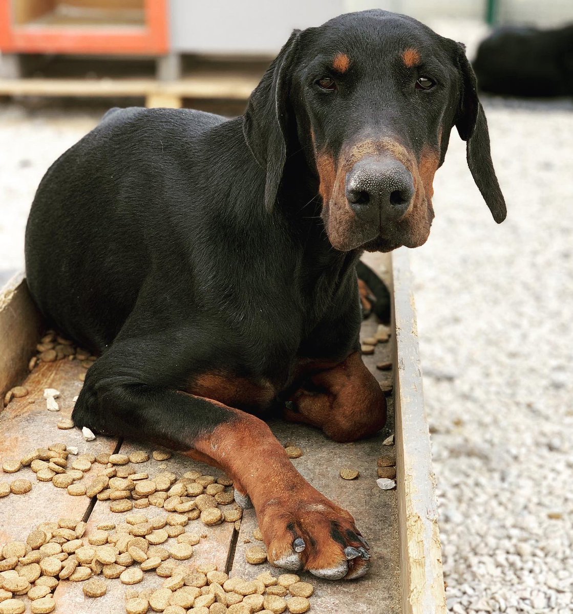 patiparkpaw's tweet photo. MARS YUVA ARIYOR
Lütfen paylaşın!
@patiparkpaw 

Doberman 
1,5 yaşında, erkek,kısır, çok oyuncu ve hareketli.
Whatsapp
0 532 258 50 80 https://t.co/NRrLsDAYuh