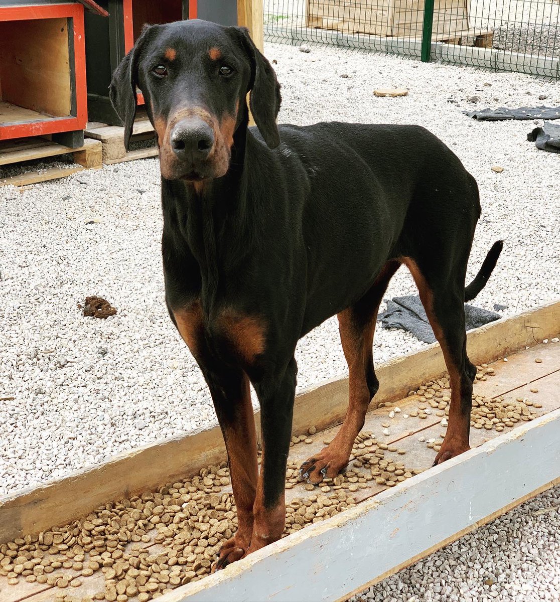 patiparkpaw's tweet photo. MARS YUVA ARIYOR
Lütfen paylaşın!
@patiparkpaw 

Doberman 
1,5 yaşında, erkek,kısır, çok oyuncu ve hareketli.
Whatsapp
0 532 258 50 80 https://t.co/NRrLsDAYuh