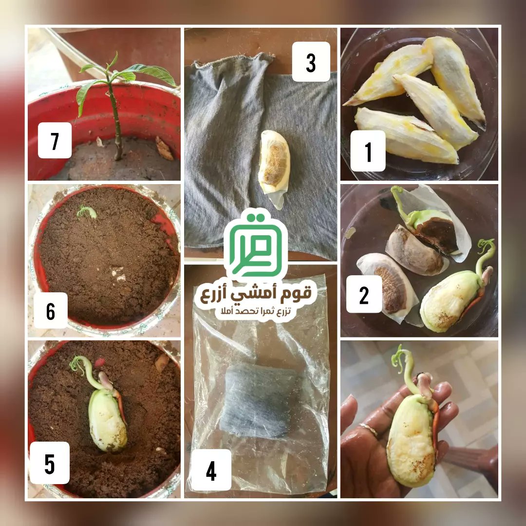 gom_azra3's tweet photo. سواء اكلتها او عملتها عصير ، في كلا الحالتين طعمها رهيب. عرفتوا بتكلم عن شنو. ، عن ثمرة المنقة او المانجو اسمها العلمي Mangifera indica  و موطنها الاصلي الهند ، بتنموا عندنا في مناطق كتيرة ، في حد ممكن يقول لينا وين ؟! عارفين ان بعد تتم فترة انتاجها و تعطي لعشرات السنين ، https://t.co/3KL81TJMiV