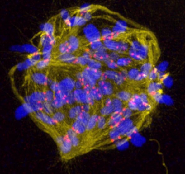 We will shortly be recruiting a postdoc in human oocyte biology to work in our group @WTcell. Please get in touch if interested. Oocyte experience (esp. mouse) will be an advantage. Please RT.