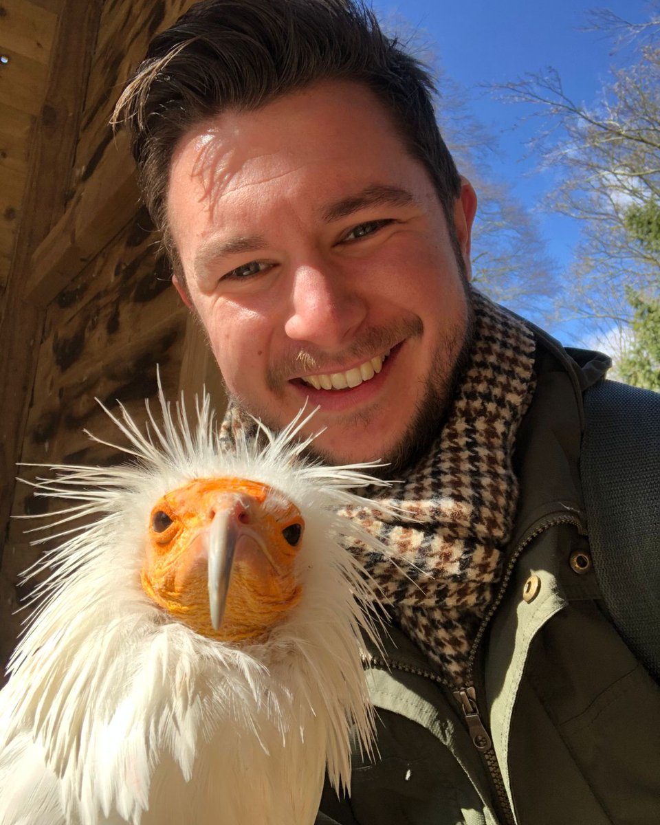 HawkConservancy's tweet photo. When it comes to good hair days, we're not sure anyone could beat our Egyptian Vulture Boe! π
Did you know Egyptian Vultures use tools? A rare behaviour seen in birds, they will throw stones at eggs to break them open. https://t.co/DqN7NlWWUC