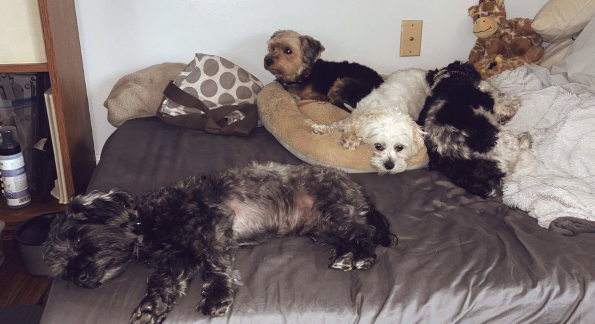 april_achey's tweet photo. I post about my dogs way too much…But just look how adorable they are 🥺 Love when they all cuddle together 😍 #HappyThursday #dogs #dogsoftwitter #adorable #pets #Cuddle #lovedogs #DogLover #SPM230 https://t.co/4uD6ZBYfBa