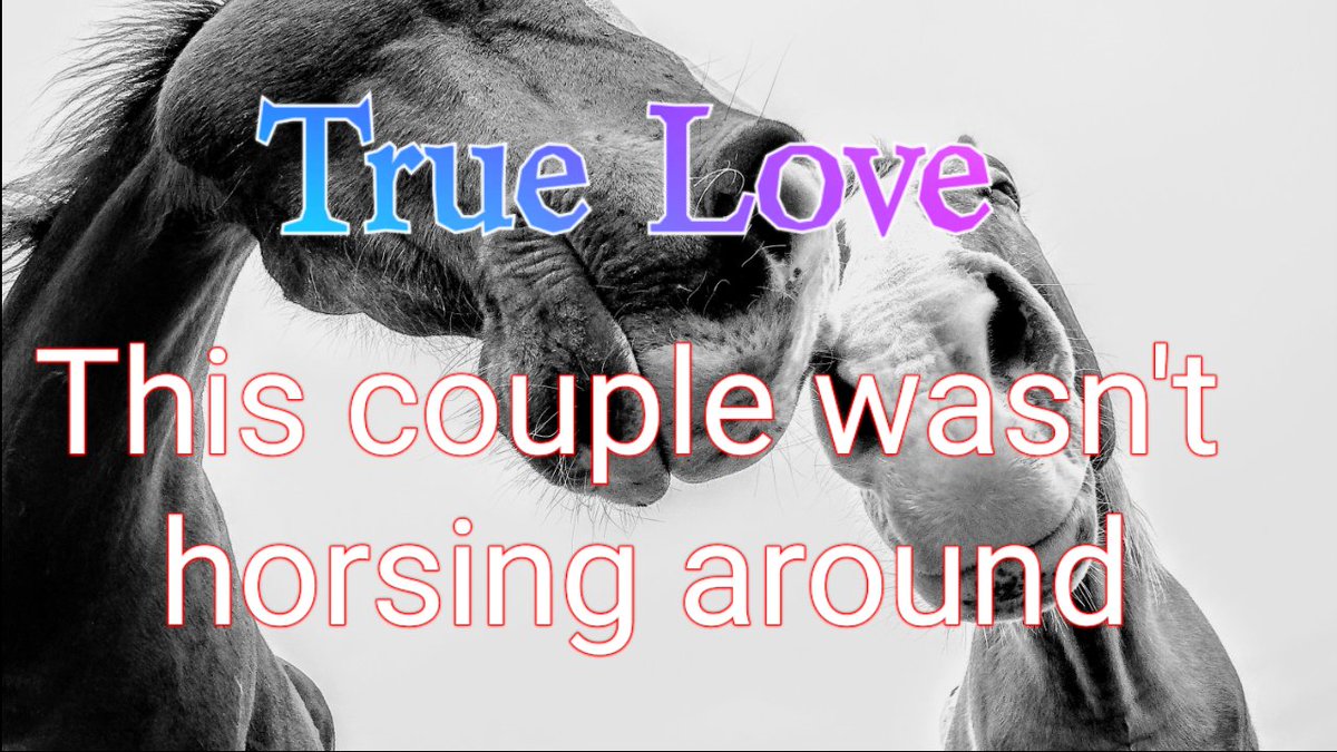 VerbatimNews's tweet image. Be sure you watch this video about a first date and a Horse. They weren't horsing around, or where they? Listen as this couple describes their sexual experiences with a Horse 
#horses #firstdate
#sexualmisadventures 

youtu.be/vy0OhixeVUQ