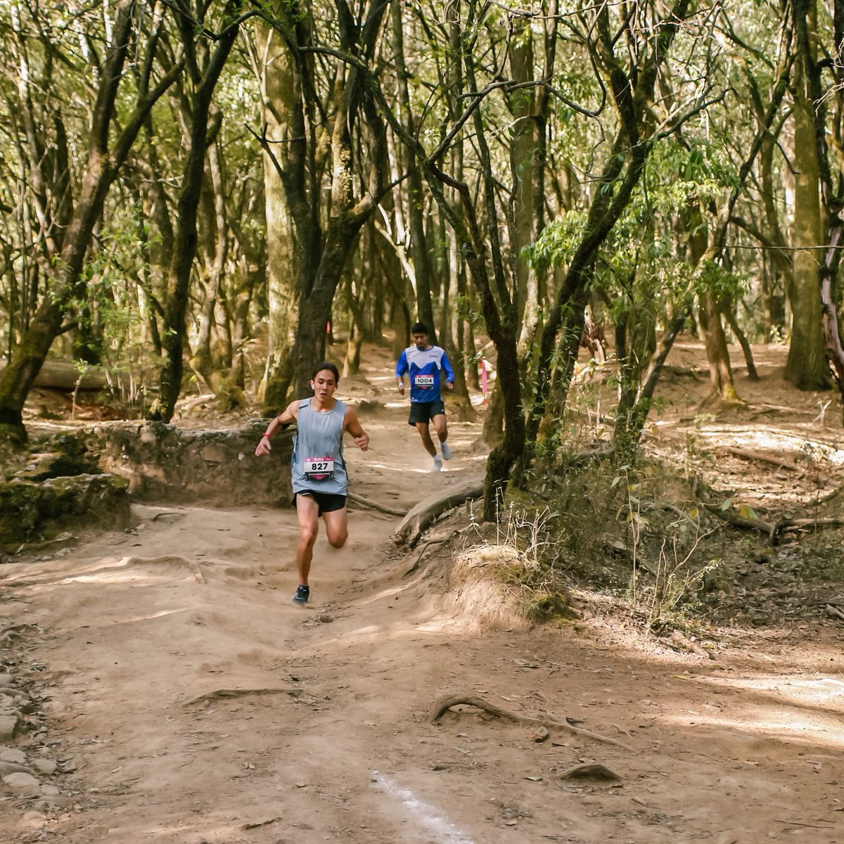 OaxSport's tweet photo. From our exceptional participation in the ‘Ultra Trail Desierto de los Leones 2022’

Read our report at https://t.co/Gyxjy7wKym

Get to know the details of the Mexico City trail event where the Oaxacan athletes shone with their talent

📸 © @UltraTrailMex

#SerialUTMS #Oaxaca https://t.co/NNBMnAlAiG